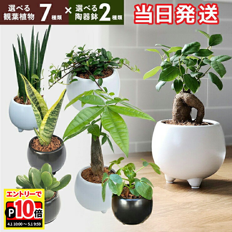 【エントリーでポイント10倍】当日発送17時〆 観葉植物 ミニ 観葉 小さい おしゃれ 白 小型 陶器 ポット ガジュマル 鉢 サンスベリア 金のなる木 パキラ 多幸の木 サンセベリア カポック 多肉植物 陶器 鉢植え 誕生日 お祝い プレゼント