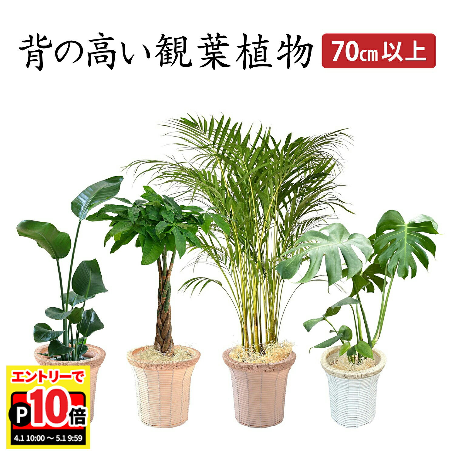 【エントリーでポイント10倍】翌日配達 14時〆 観葉植物 オーガスタ パキラ アレカヤシ モンステラ 本物 大型 7号 観葉 植物 室内用 7号鉢 室内 風水 鉢植え インテリア 開店祝い 移転祝い 新築祝い 誕生日 花 室内 ギフト 送料無料