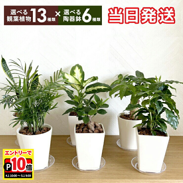【エントリーでポイント10倍】翌日配達 14時〆 観葉植物 ミニ 観葉 小さい 選べる おしゃれ パキラ ガジュマル オリーブ サンスベリア ユッカ テーブルヤシ サンセベリア アロエ オリーブの木 青年の木 ヤシ 鉢植え インテリアグリーン