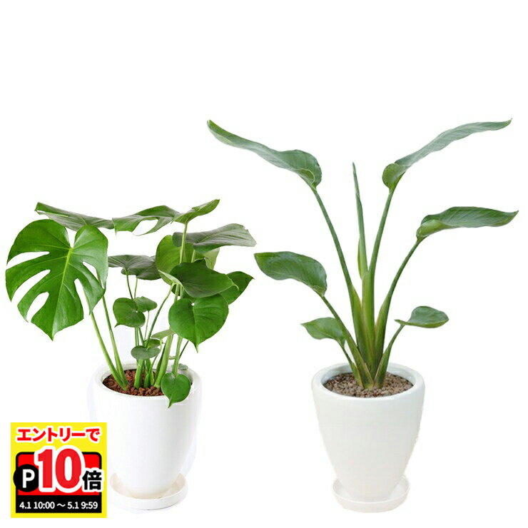 乐天商城 - 【エントリーでポイント10倍】翌日配達 14時〆 観葉植物 オーガスタ ストレリチア モンステラ 6号 お祝い 大型 インテリア グリーン 鉢植え 大型 陶器 白鉢 鉢皿付