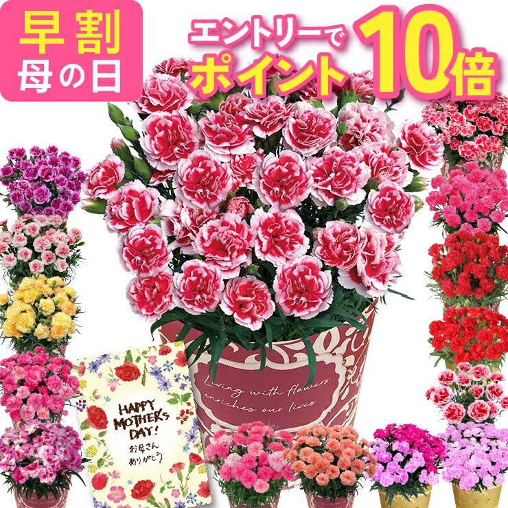 【500円クーポン＆エントリーでP10倍】 母の日 早割 プレゼント ギフト カーネーション 花 生花 ギフト 鉢植え 5号 4号 花鉢 人気 おしゃれ かわいい 希少 母の日ギフト 東北〜関西 送料無料 花のギフト社