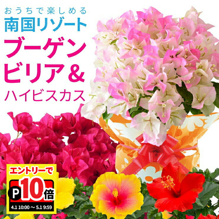 乐天商城 - 【エントリーでポイント10倍】ブーゲンビリア 鉢植え ピンクレディー ハイビスカス 夏の花 ギフト 花 プレゼント フラワーギフト お祝い 誕生日 開店祝い 引越し祝い 敬老の日 南国風 ピンク 赤 鉢花 花鉢 送料無料