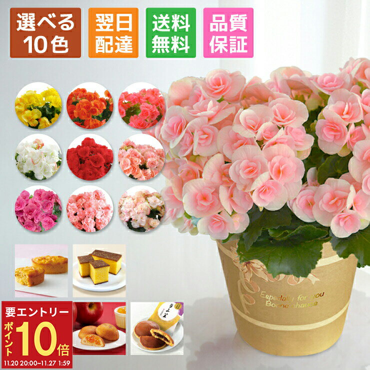 【エントリーでP10倍★20日20時-27日2時】当日発送17時〆 ベゴニア リーガース 鉢植え 鉢 花 ギフト プレゼント 女性 誕生日 父の日 お祝い フラワーギフト 誕生日 お菓子 スイーツ カステラ こがね芋 わらび餅