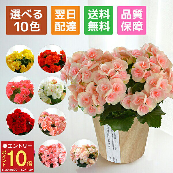【エントリーでP10倍★20日20時-27日2時】当日発送17時〆 ベゴニア リーガースベコニア 花 プレゼント リーガース 鉢植え ギフト 花鉢 鉢花 鉢 室内 女性 誕生日 お祝い 母の日 父の日 敬老の日 母の日ギフト 母の日プレゼント フラワーギフト