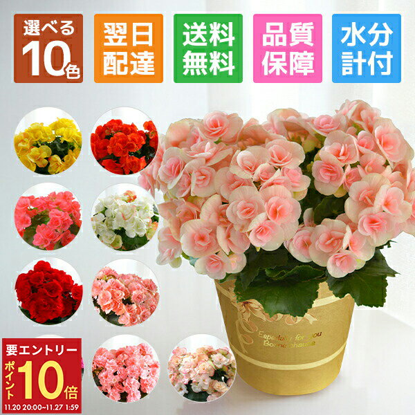 【エントリーでP10倍★20日20時-27日2時】当日発送17時〆 ベゴニア リーガースベコニア 花 プレゼント リーガース 鉢植え ギフト 花鉢 鉢花 鉢 室内 女性 誕生日 お祝い 母の日 父の日 敬老の日 母の日ギフト 母の日プレゼント フラワーギフト 水分計 サスティ 水やり