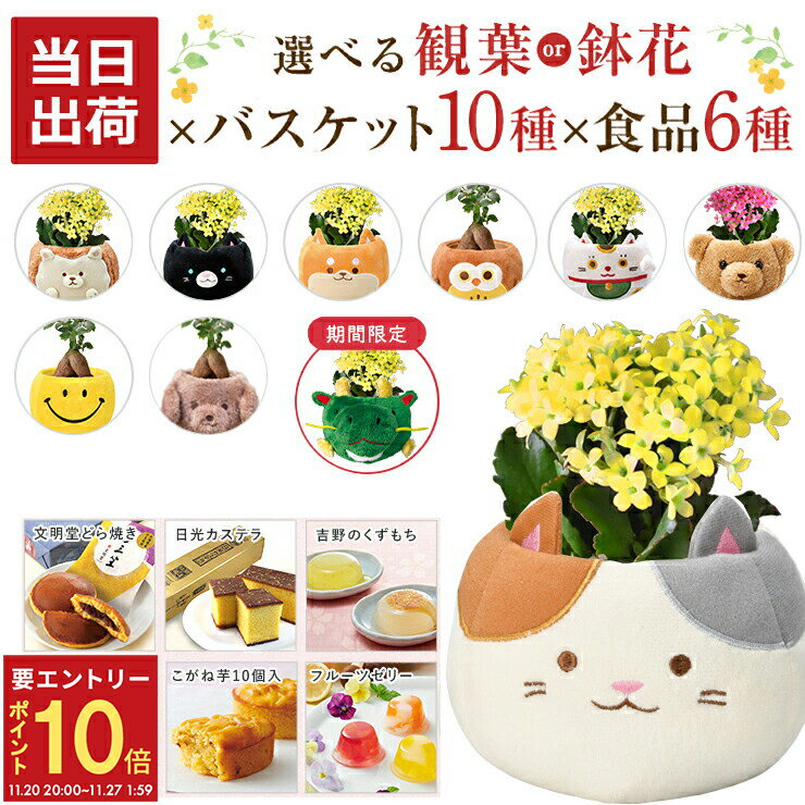【エントリーでP10倍★20日20時-27日2時】当日発送17時〆 ガジュマル カランコエ 観葉植物 お花 花鉢 鉢花 鉢植え 文明堂 どら焼き いちごの里 日光 カステラ 中島大祥堂 吉野の葛餅 ゼリー 誕生日 お祝い 花 プレゼント ギフト スイーツ 縁起物 招き猫