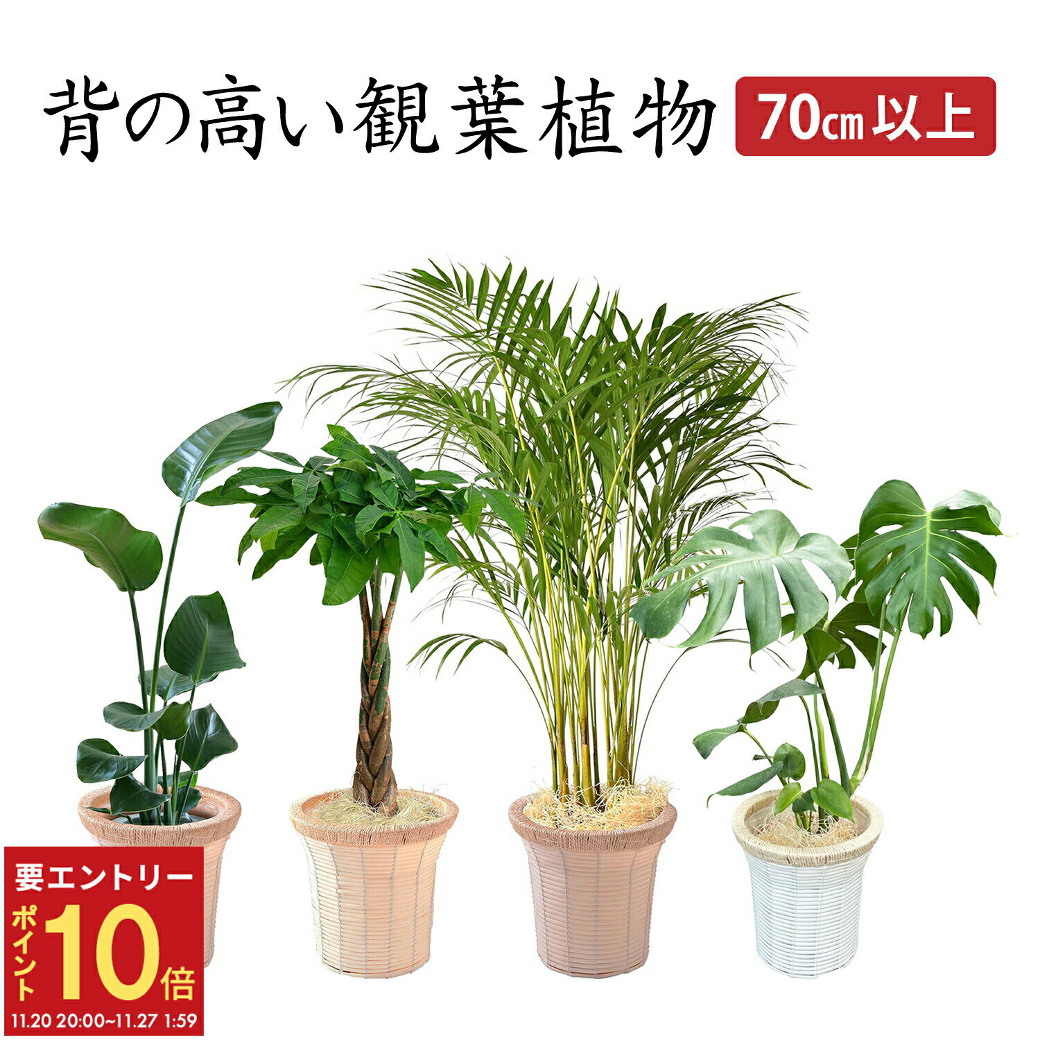 【エントリーでP10倍★20日20時-27日2時】翌日配達 14時〆 観葉植物 オーガスタ パキラ アレカヤシ モンステラ 本物 大型 7号 観葉 植物 室内用 7号鉢 室内 風水 鉢植え インテリア 開店祝い 移転祝い 新築祝い 誕生日 花 室内 ギフト プレゼント モダン アジアン 送料無料