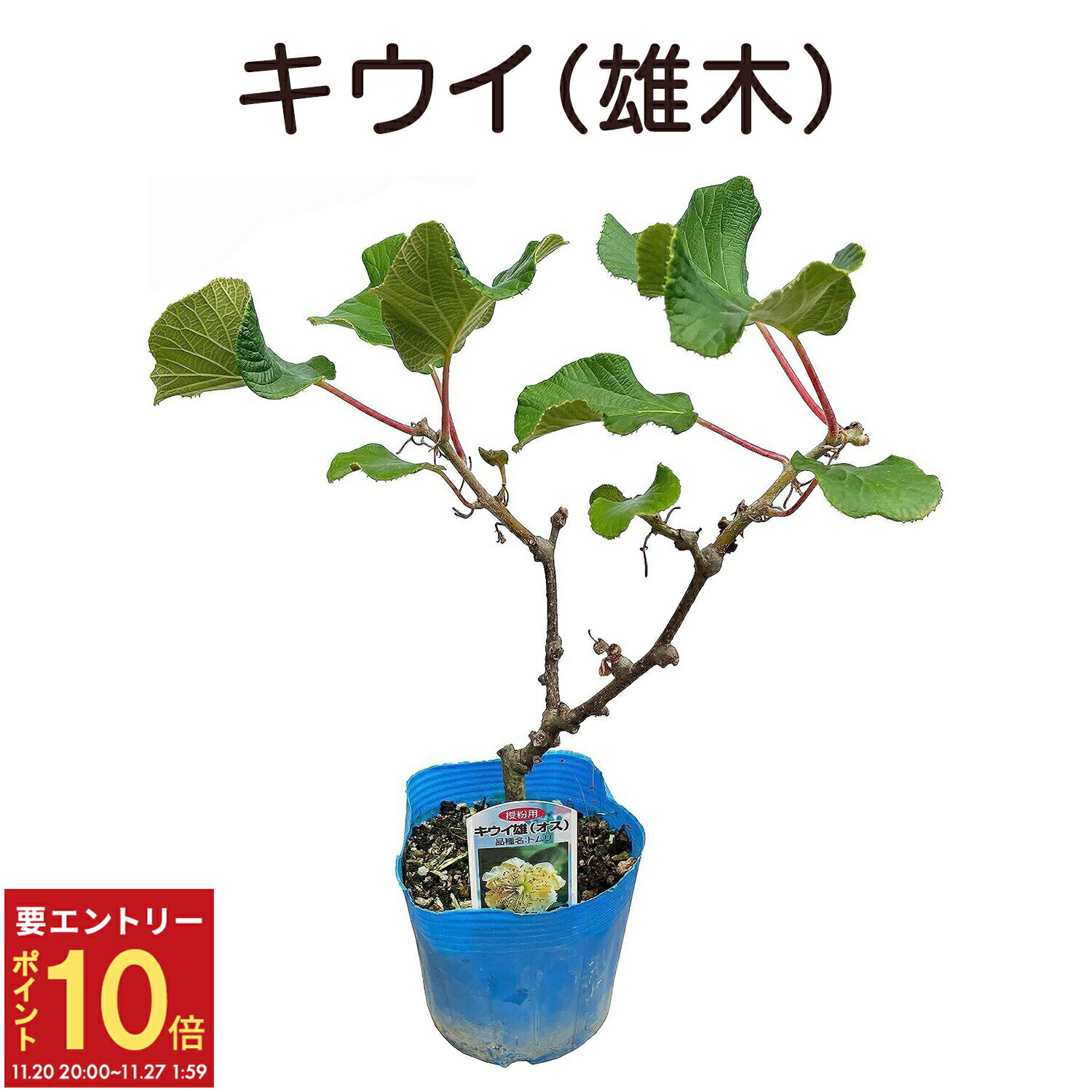 【エントリーでP10倍★20日20時-27日2時】キウイ 雄木 苗木 受粉樹 ヘイワード トムリ 鉢植え 苗 実無し 果樹 誕生日 フラワーギフト プレゼント キウイ鉢植え キウイの木 鉢花 花鉢 中元