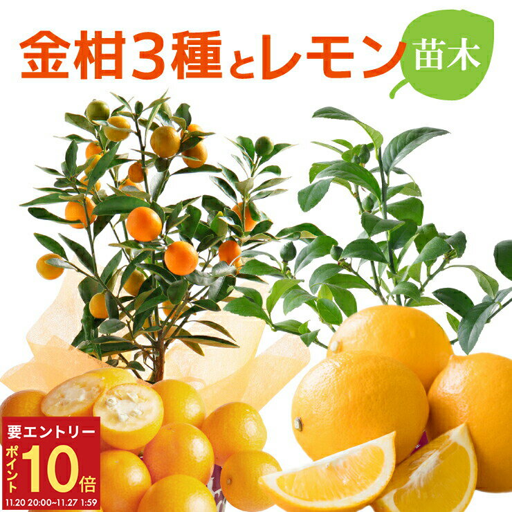 【エントリーでP10倍★20日20時-27日2時】当日発送17時〆 金柑 レモン 鉢植え 金柑の木 レモンの木 みかん 送料無料 苗木 果実 自宅で育てる 果樹 ニンポウ ぷちまる マイヤーレモン 温州みかん 金運 風水 5号鉢 7号鉢 当日発送 即日発送
