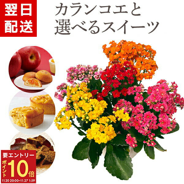 【エントリーでP10倍★20日20時-27日2時】当日発送17時〆 カランコエ プレゼント 花 秋 スイーツ ギフト 鉢植え 花鉢 鉢花 生花 お菓子 和菓子 中島大祥堂 こがね芋 林檎ケーキ わらび餅 はな