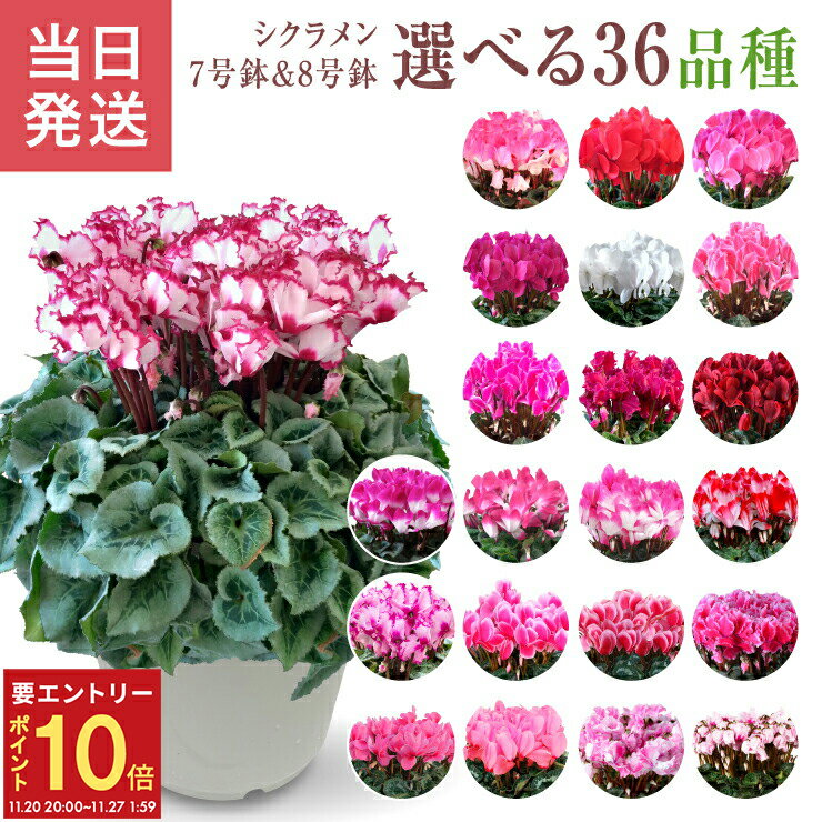 【エントリーでP10倍★20日20時-27日2時】シクラメン 鉢植え 7号 8号 ギフト プレゼント お花 鉢花 花鉢 しくらめん 花 7号鉢 鉢 送料無料 ビクトリア ピアス 赤 ピンク 白 紫 ドリームパープル ドリームピンク ドリームワイン