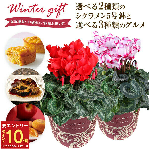【エントリーでP10倍★20日20時-27日2時】当日発送17時〆 シクラメン 送料無料 鉢植え 花 ギフト プレゼント 5種から選べるお菓子 お花 ビクトリア 5号鉢 鉢花 花鉢 しくらめん 5号 鉢 中島大祥堂 こがね芋 黒わらび餅 ふじ林檎ケーキ お歳暮