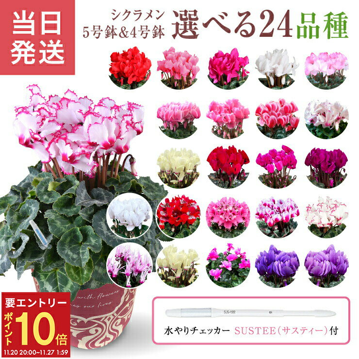 【エントリーでP10倍★20日20時-27日2時】シクラメン ギフト シクラメン5号 シクラメン4号 鉢 鉢植え お歳暮 贈答品 プレゼント 鉢花 花鉢 しくらめん 花 5号鉢 4号鉢 鉢 送料無料 鉢植え 紫 赤 ピンク 白 ジックスレッド クリスマス 誕生日 贈り物 フラワーギフト サスティ