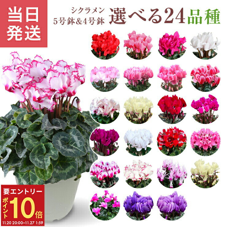 【エントリーでP10倍★20日20時-27日2時】シクラメン ギフト シクラメン5号 鉢 5号 鉢植え お歳暮 贈答品 プレゼント お花 鉢花 花鉢 しくらめん 花 5号鉢 鉢 東北～関西 送料無料 シクラメン鉢植え 紫 赤 ピンク 白 クリスマス 誕生日 贈り物 フラワーギフト