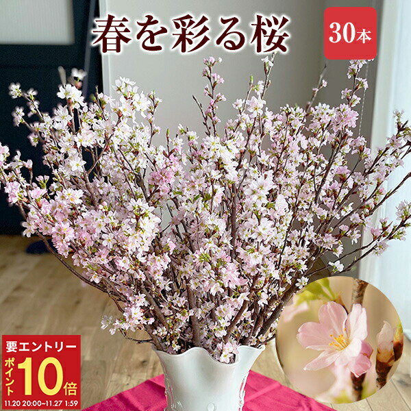 【エントリーでP10倍★20日20時-27日2時】さくら 桜 啓翁桜 30本 花束 お誕生日 切花 生花 サクラ 花 桜のお花 フラワーギフト 誕生日 お祝い 卒業祝い 入学祝い 送別会 花ギフト プレゼント お花見 正月飾り 玄関 モダン おしゃれ お正月飾り 正月桜 送料無料