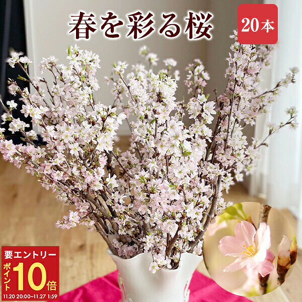 【エントリーでP10倍★20日20時-27日2時】さくら 桜 啓翁桜 20本 花束 お誕生日 切花 生花 サクラ 花 桜のお花 フラワーギフト 誕生日 お祝い 卒業祝い 入学祝い 送別会 花ギフト プレゼント お花見 正月飾り 玄関 モダン おしゃれ お正月飾り 正月桜 送料無料