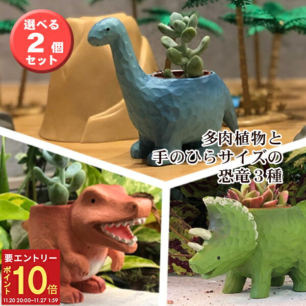 【エントリーでP10倍★20日20時-27日2時】当日発送17時〆 多肉植物 鉢植え 多肉 トリケラトプス ティラノサウルス ブラキオサウルス 恐竜 選べる2個セット お祝い インテリア 雑貨 オシャレ かわいい 誕生日 プレゼント フラワーギフト