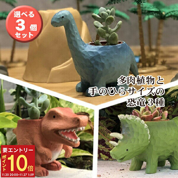 【エントリーでP10倍★20日20時-27日2時】当日発送17時〆 多肉植物 鉢植え 多肉 トリケラトプス ティラノサウルス ブラキオサウルス 恐竜 選べる3個セット お祝い インテリア 雑貨 オシャレ かわいい 誕生日 プレゼント フラワーギフト