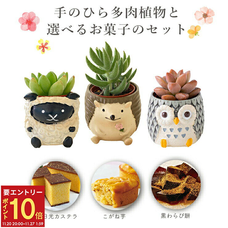 【エントリーでP10倍★20日20時-27日2時】多肉植物 観葉 ギフト プレゼント スイーツ セット 選べる5種..