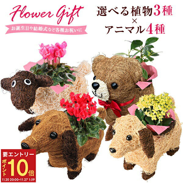 【エントリーでP10倍★20日20時-27日2時】翌日配達 14時〆 シクラメン ガジュマル カランコエ ガーデン..