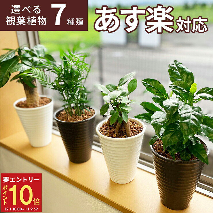 【エントリーでP10倍★1/1 9:59まで】翌日配達 14時〆 観葉植物 選べる 7種 インテリア ガジュマル パキ..