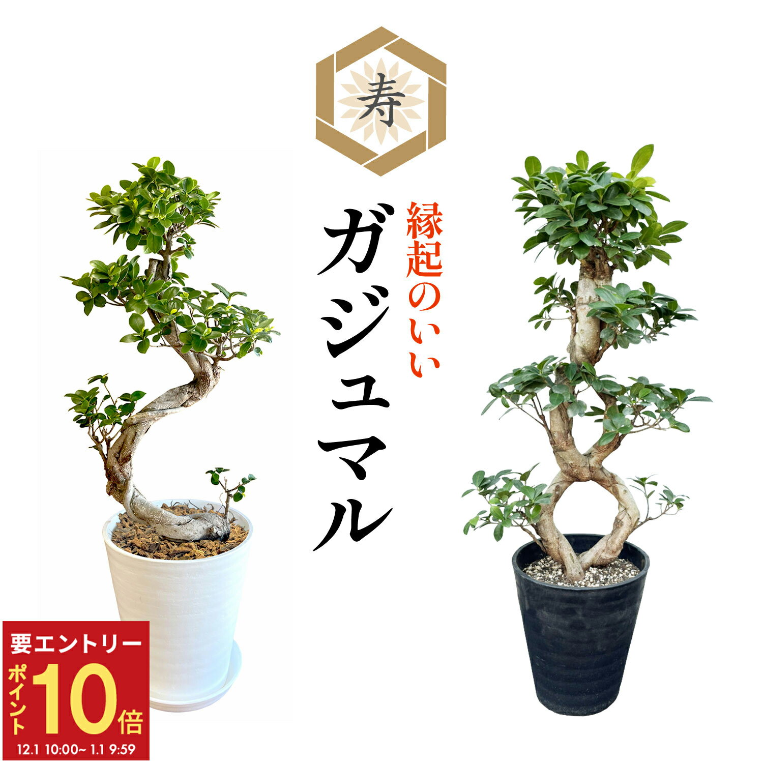 【エントリーでP10倍★1/1 9:59まで】当日発送17時〆 ガジュマル 大型 昇り龍 ガジュマルの木 観葉植物 8号 盆栽 本物 お祝い 開店祝い 新築祝い 観葉 ギフト