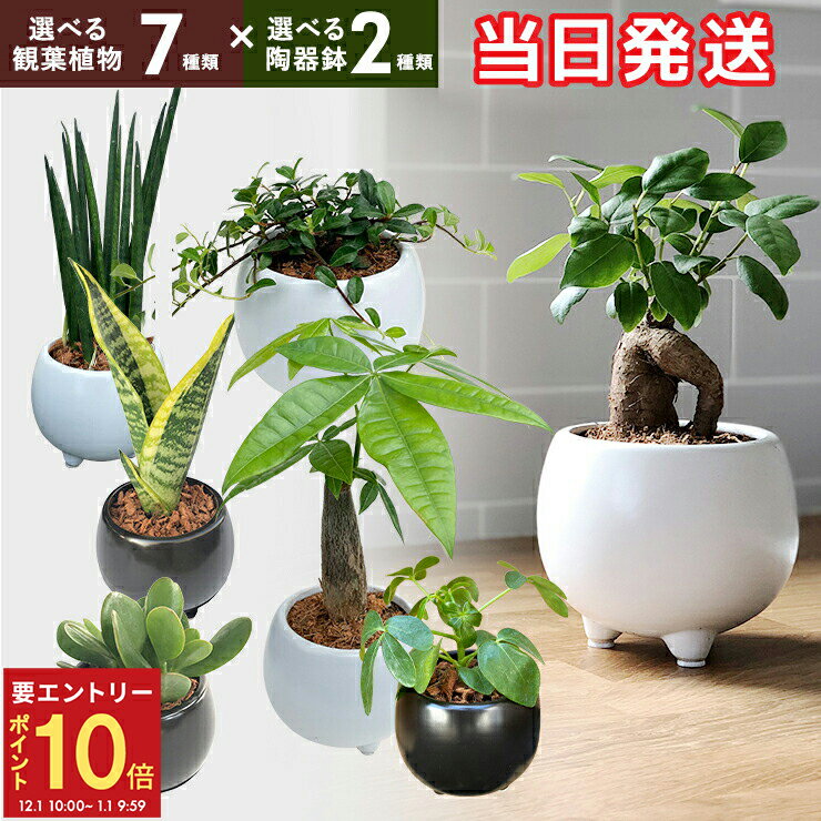 【エントリーでP10倍★1/1 9:59まで】当日発送17時〆 観葉植物 ミニ 観葉 小さい おしゃれ 白 小型 陶器..