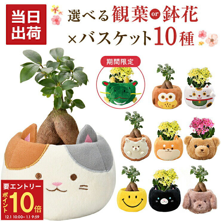 【エントリーでP10倍★1/1 9:59まで】当日発送17時〆 ガジュマル カランコエ 観葉植物 小さい 鉢花 花 ..