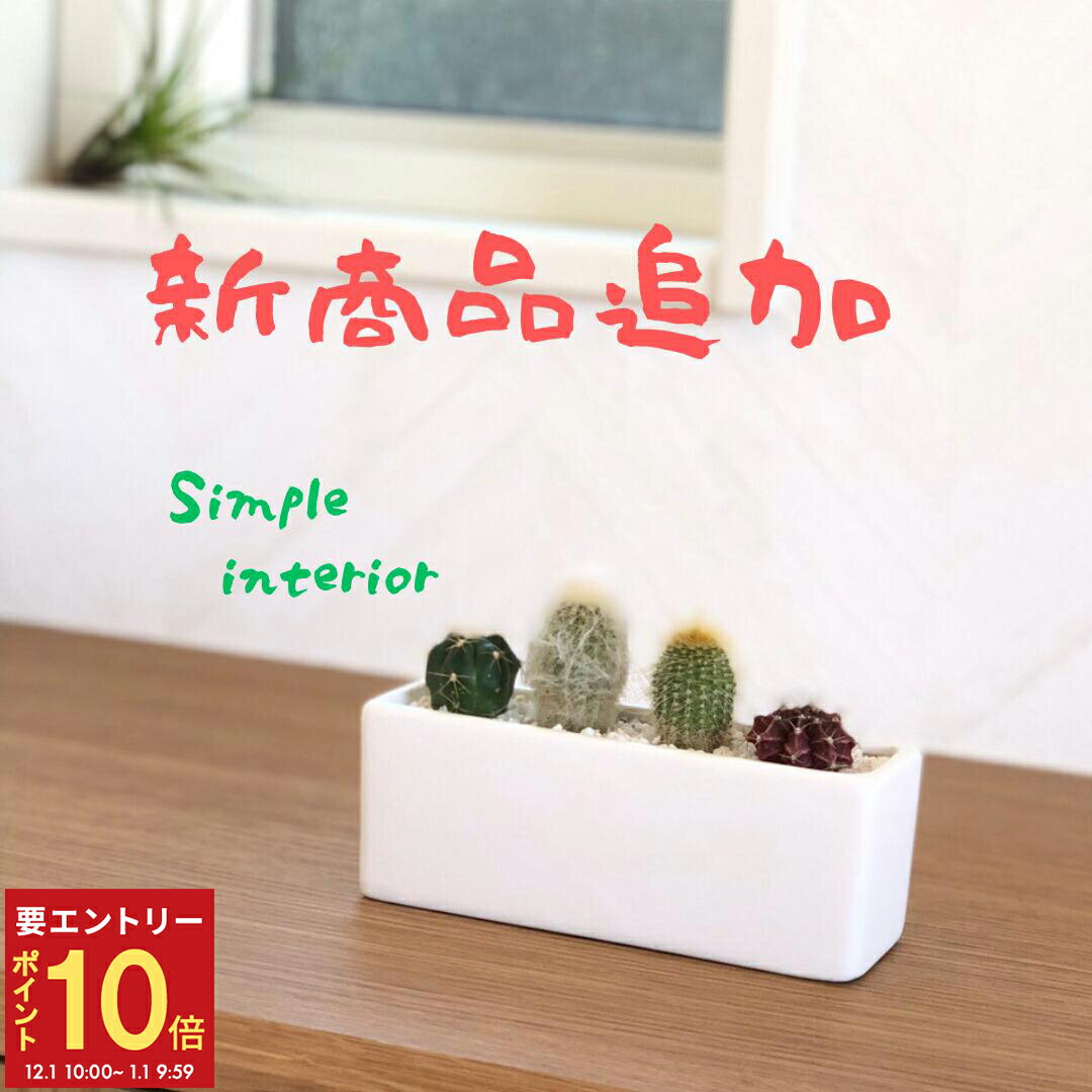 【エントリーでP10倍★1/1 9:59まで】当日発送17時〆 サボテン ミニサボテン インテリア　多肉植物 誕生日 恋人 プレゼント 寄せ植え さぼてん おまかせ 4種類 トイレ 観葉植物 ギフト 雑貨 歳暮