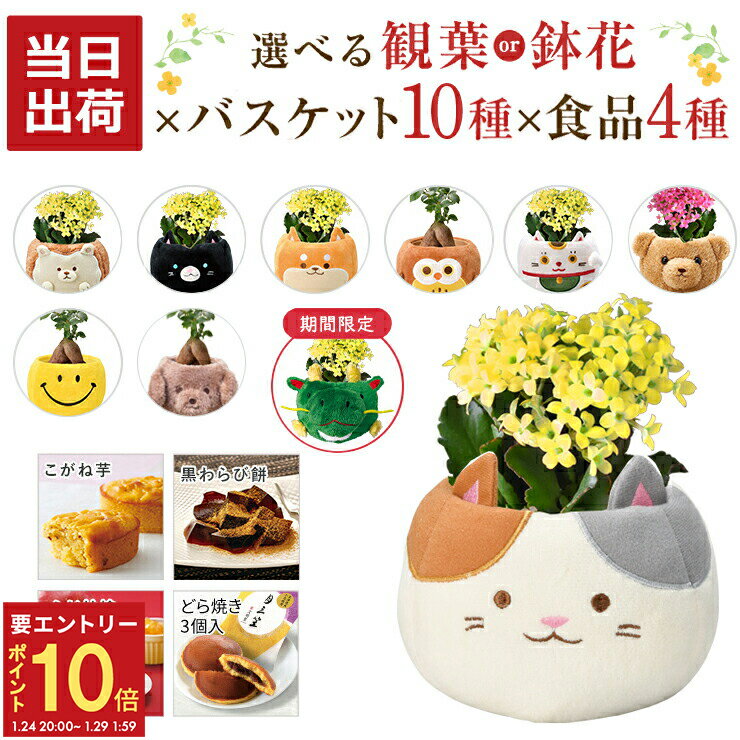 【エントリーでP10倍★24日20:00-29日1:59】当日発送17時〆 ガジュマル カランコエ 観葉植物 お花 花鉢 ..