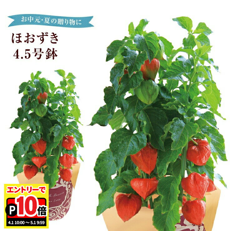 乐天商城 - 【エントリーでポイント10倍】ほおずき 鉢植え 初盆 苗 鬼灯 ほおずきの鉢植え ほおずき鉢植え 鉢花 花鉢 フラワーギフト 中元 誕生日 プレゼント ほうずき 浅草 ほおずき市 お盆 お供え 花のギフト社