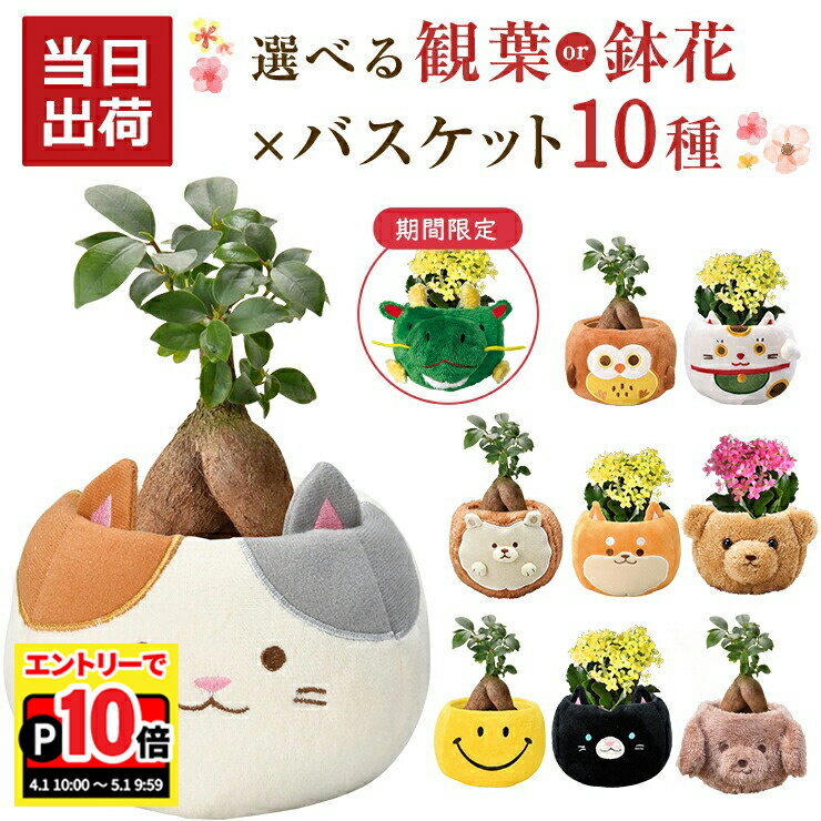 観葉植物 【エントリーでポイント10倍】当日発送17時〆 ガジュマル カランコエ 観葉植物 小さい 鉢花 花 シクラメン プレゼント 選べる ぬいぐるみ お花 鉢 鉢植え ミニ観葉植物 誕生日 お祝い 内祝い 開店祝い ミニ ギフト 縁起物 招き猫 三毛猫 初心者
