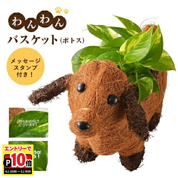 乐天商城 - 【エントリーでポイント10倍】当日発送17時〆 わんわん ポトス 鉢植え 観葉植物 鉢花 ギフト 誕生日 お祝い プレゼント 東北〜関西 送料無料 花 ギフト フラワーギフト 花のギフト社 父の日 プレゼント 贈り物