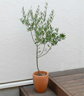 乐天商城 - 【エントリーでポイント10倍】翌日配達 14時〆 オリーブ 鉢植え オリーブの木 植木 木 プレゼント ギフト 観葉植物 開店祝い お祝い 贈り物 送料無料
