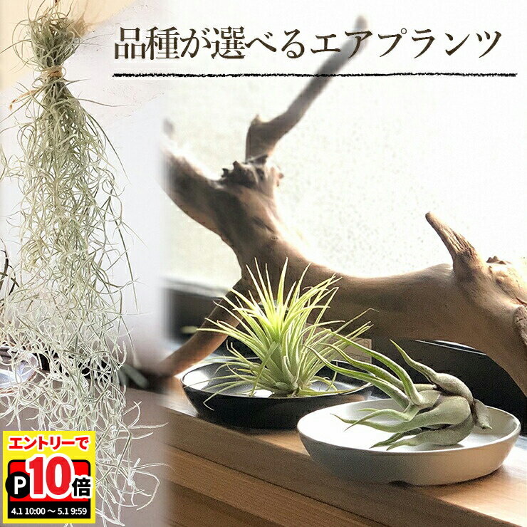 【エントリーでポイント10倍】翌日配達 14時〆 エアプランツ ハンギングネット 皿付 吊り下げ 麻紐 おしゃれ 手編み 多肉植物 観葉植物 送料無料 インテリア グリーン フラワーギフト 置くだけ 飾れる 簡単 お祝い プレゼント ナチュラル 壁掛け