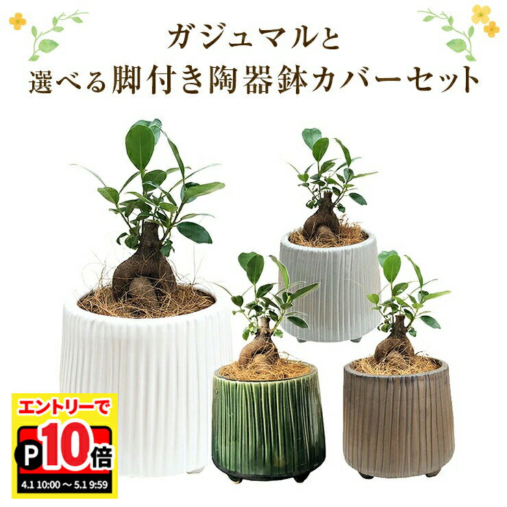 乐天商城 - 【エントリーでポイント10倍】ガジュマル 観葉植物 3号 鉢植え ミニ多幸の木 ガジュマルの木 陶器 鉢カバー 観葉 小さい かわいい おしゃれ 花のギフト社