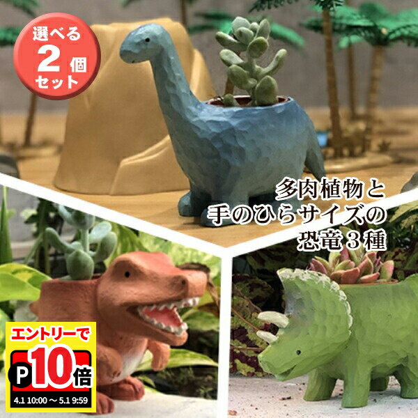 乐天商城 - 【エントリーでポイント10倍】当日発送17時〆 多肉植物 鉢植え 多肉 トリケラトプス ティラノサウルス ブラキオサウルス 恐竜 選べる2個セット お祝い インテリア 雑貨 オシャレ かわいい 誕生日 プレゼント フラワーギフト