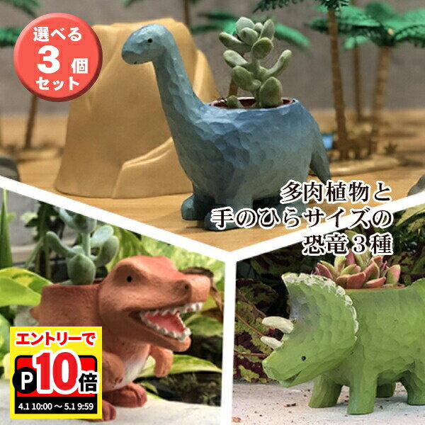乐天商城 - 【エントリーでポイント10倍】当日発送17時〆 多肉植物 鉢植え 多肉 トリケラトプス ティラノサウルス ブラキオサウルス 恐竜 選べる3個セット お祝い インテリア 雑貨 オシャレ かわいい 誕生日 プレゼント フラワーギフト