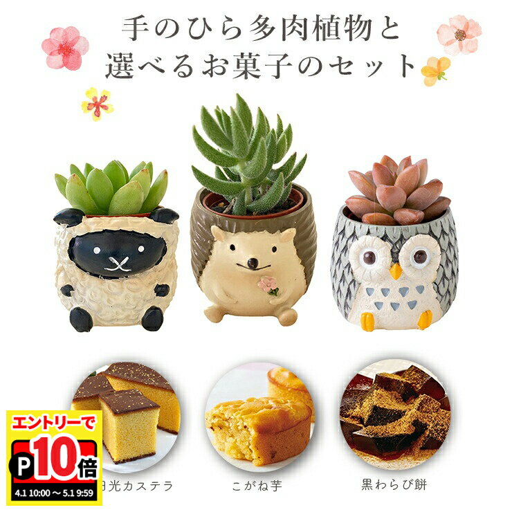 乐天商城 - 【エントリーでポイント10倍】多肉植物 観葉 ギフト プレゼント スイーツ セット 選べる5種類 タニク 多肉 一寸 こがね芋 日光 カステラ わらび餅 東北〜関西送料無料