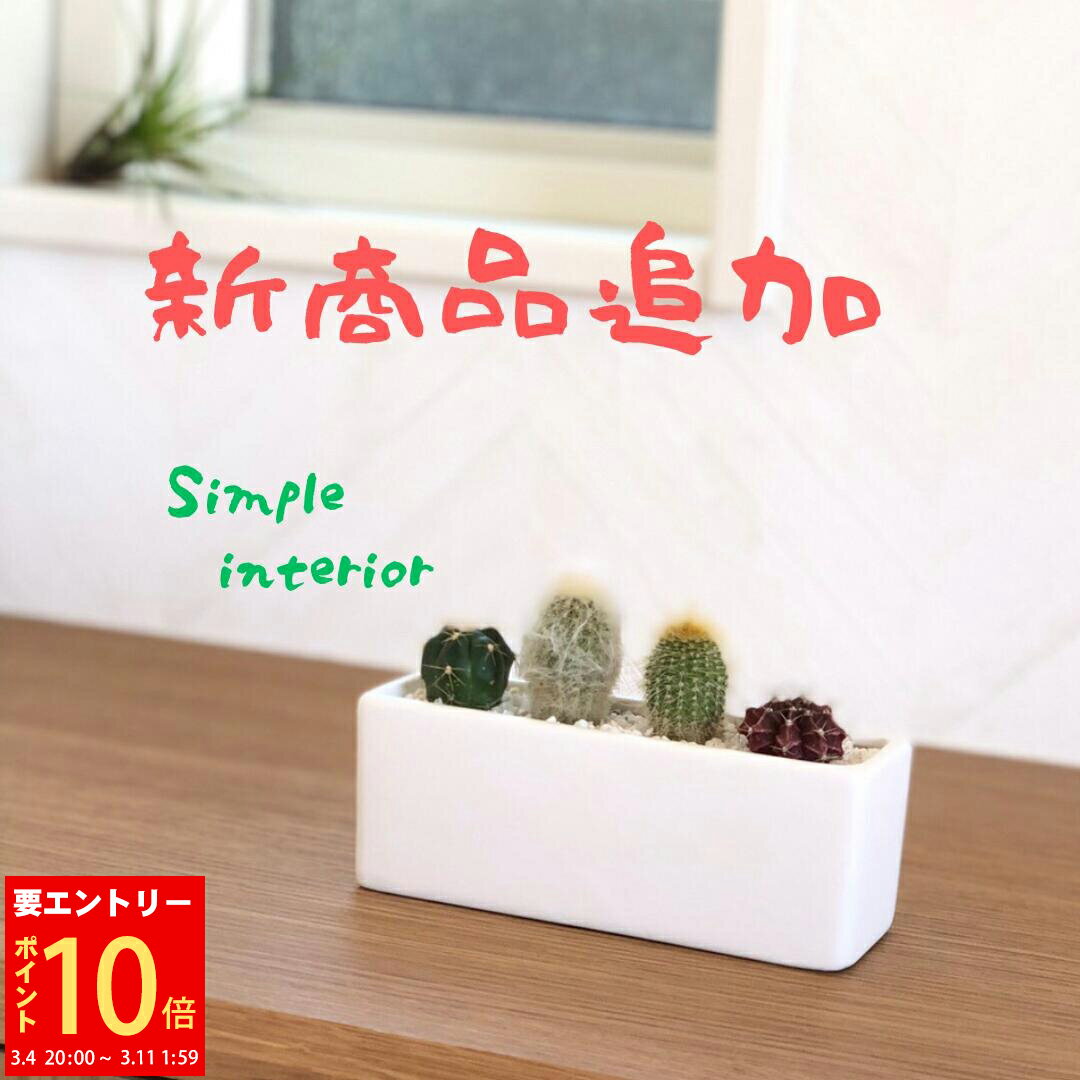 【エントリーでP10倍★3/11 1:59まで】当日発送17時〆 サボテン ミニサボテン インテリア　多肉植物 誕生日 恋人 プレゼント 寄せ植え さぼてん おまかせ 4種類 トイレ 観葉植物 ギフト 雑貨 歳暮