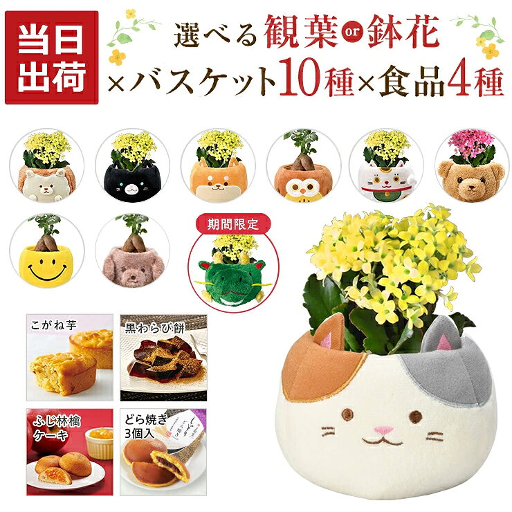 当日発送17時〆 ガジュマル カランコエ