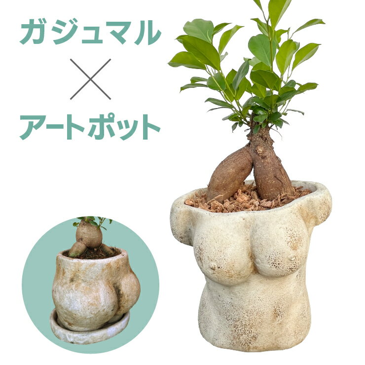 ガジュマル 観葉植物 おしゃれ ミニ 鉢植え おしり おっぱい アート ポット 人体 プランター 卓上 小さい インテリア 雑貨 お祝い 引っ越し祝い 新築祝い 開店祝い 誕生日 父の日 プレゼント ギフト 贈り物 面白い 珍しい 景品