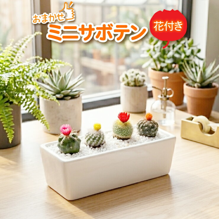 サボテン 多肉植物 寄せ植え ギフト 花 父の日 卓上 インテリア 観葉植物 小さい おしゃれ かわいい プレゼント 室内 初心者 簡単 お手入れ 癒し ナチュラル 当日発送 送料無料 玄関 デスク 窓辺 グリーン 花付き ドライフラワー