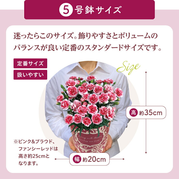 【500円クーポン＆エントリーでP10倍】 母の日 早割 プレゼント ギフト カーネーション 花 生花 ギフト 鉢植え 5号 4号 花鉢 人気 おしゃれ かわいい 希少 母の日ギフト 東北〜関西 送料無料 花のギフト社