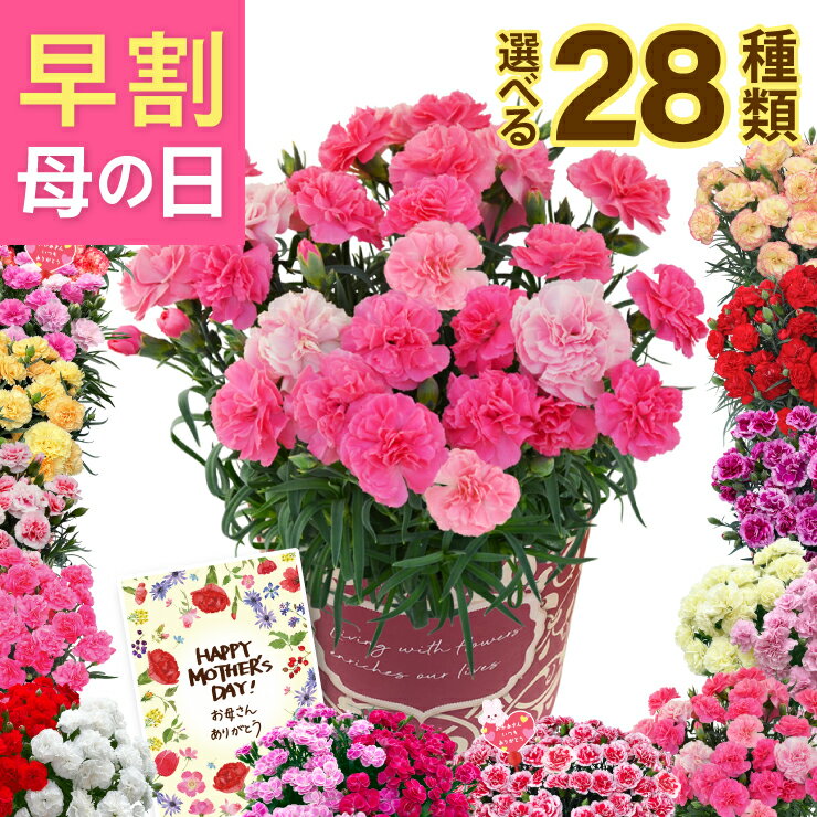 母の日 早割 プレゼ