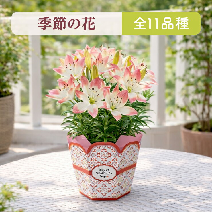 ＼超早割／ 母の日 早割 プレゼント ギフト 花 生花 ギフト 鉢植え 鉢花 花鉢 百合 ユリ ダリア 紫陽花 あじさい アジサイ クレマチス ブーゲンビリア マダガスカルジャスミン 人気 おしゃれ かわいい 希少 珍しい 母の日ギフト 東北〜関西 送料無料 花のギフト社