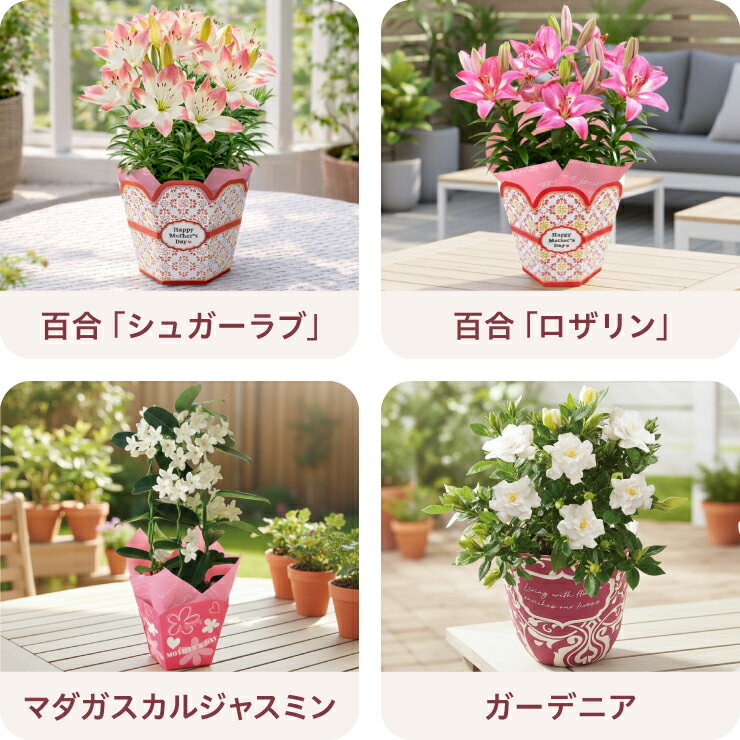 ＼超早割／ 母の日 早割 プレゼント ギフト 花 生花 ギフト 鉢植え 鉢花 花鉢 百合 ユリ ダリア 紫陽花 あじさい アジサイ クレマチス ブーゲンビリア マダガスカルジャスミン 人気 おしゃれ かわいい 希少 珍しい 母の日ギフト 東北〜関西 送料無料 花のギフト社