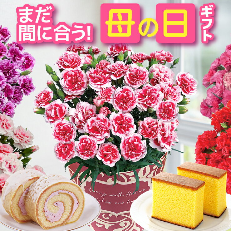 母の日 プレゼント ギフト カーネーション 花 生花 ギフト 鉢植え 5号 花鉢 カステラ どら焼き 人気 おしゃれ かわいい 希少 母の日ギフト 東北〜関西 送料無料 スイーツ お菓子 洋菓子 ギフトセット 花のギフト社（楽天・花のギフト社OnlineShop）