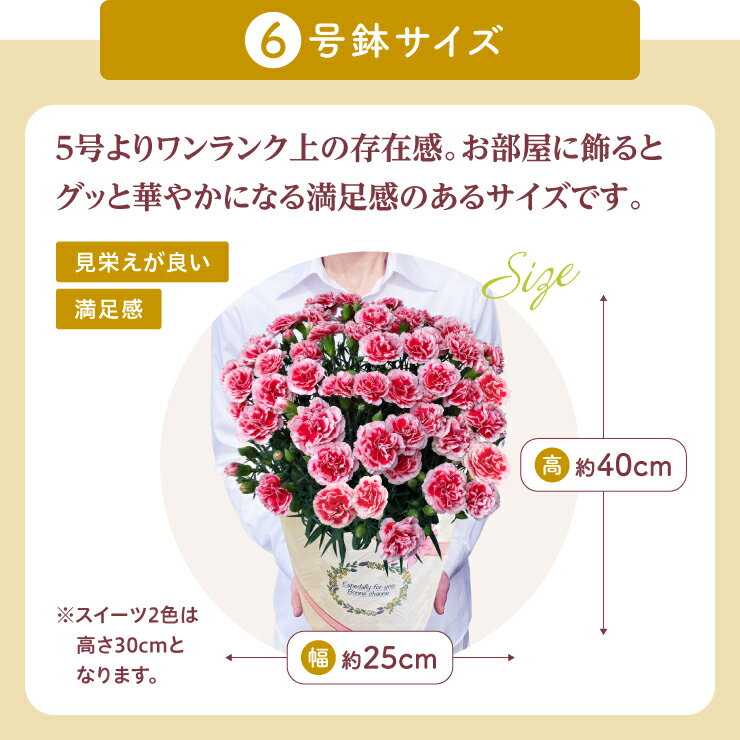 【エントリーでP10倍＆200円クーポン】 母の日 早割 プレゼント ギフト カーネーション 花 生花 ギフト 鉢植え 6号 7号 8号 花鉢 人気 おしゃれ かわいい 希少 母の日ギフト 東北〜関西 送料無料 花のギフト社