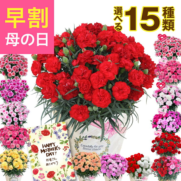 【P5倍！3/25まで】＼超早割／ 母の日 早割 プレゼント ギフト カーネーション 花 生花 ギフ